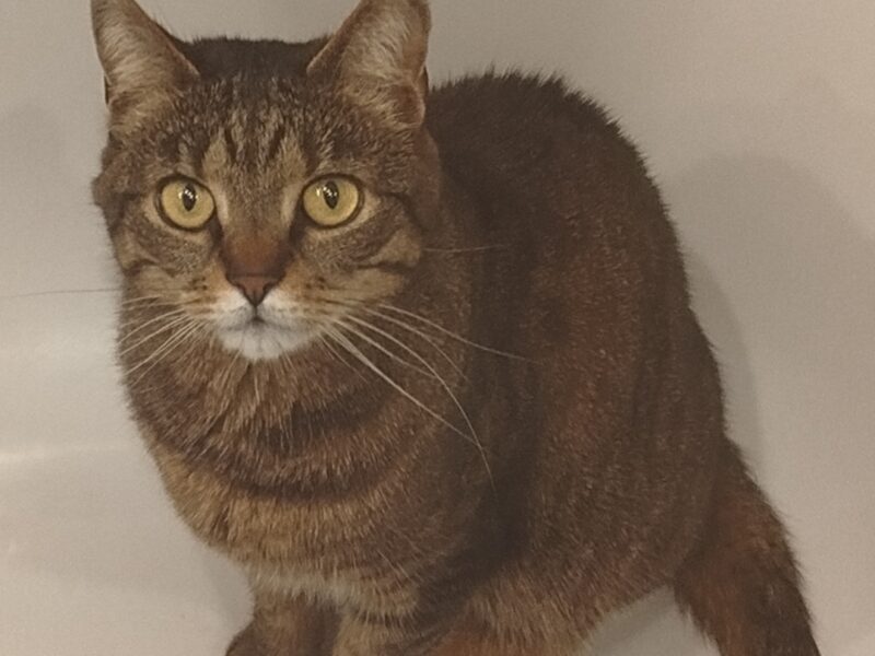 ZAGINĄŁ KOT MANIEK, POSIADA CZIP