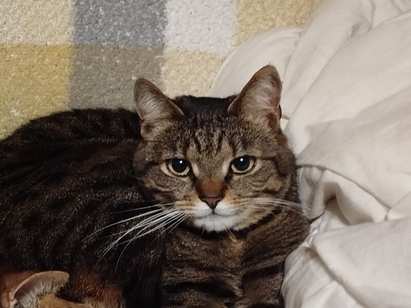 ZAGINĄŁ KOT MANIEK, POSIADA CZIP