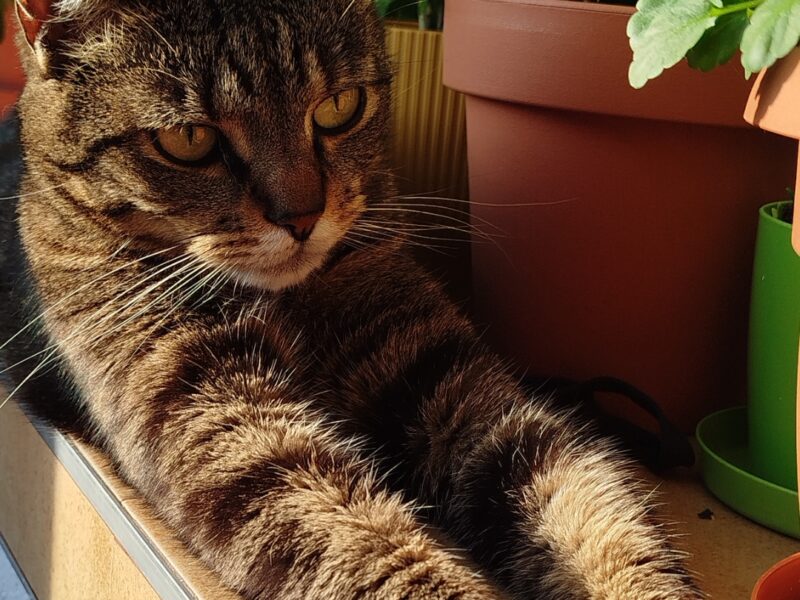 ZAGINĄŁ KOT MANIEK, POSIADA CZIP