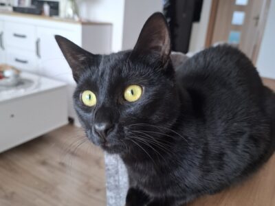 Zaginął czarny kotek