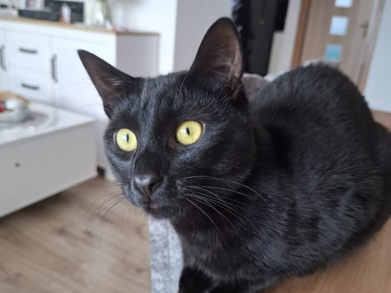 Zaginął czarny kotek