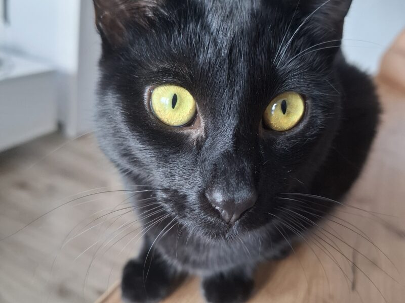 Zaginął czarny kotek