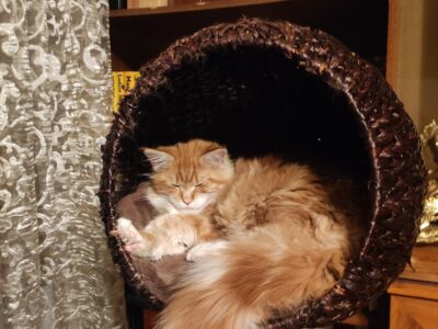 GNIEZNO - poszukiwana ruda kotka