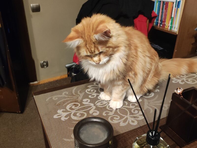 GNIEZNO - poszukiwana ruda kotka