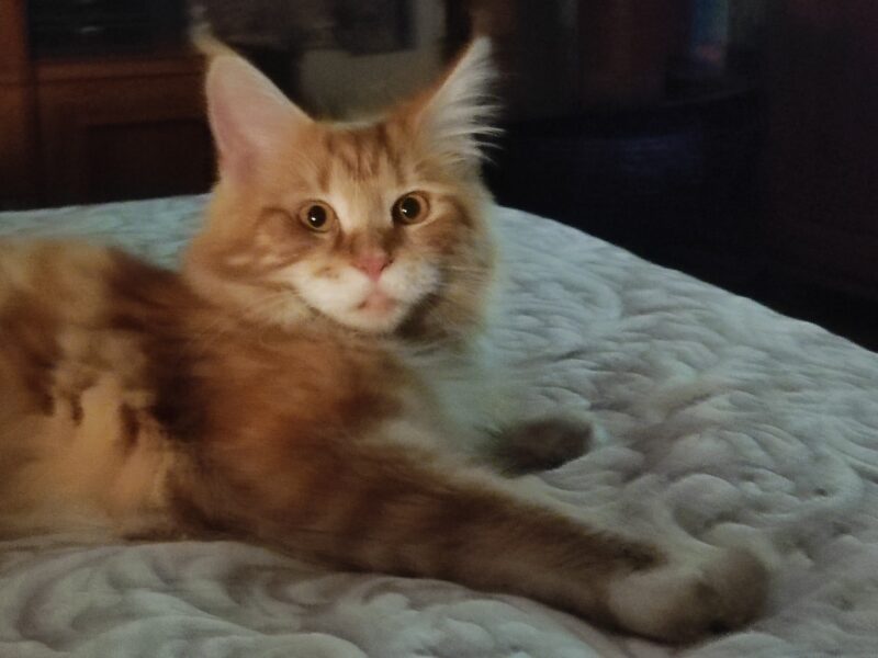 GNIEZNO - poszukiwana ruda kotka