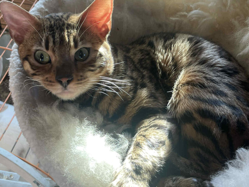 Zaginął kotek Simba !