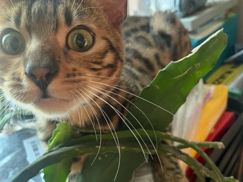 Zaginął kotek Simba !