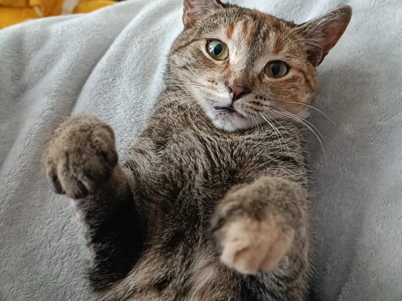 Zaginęła kotka Łódź Karolew/Retkinia