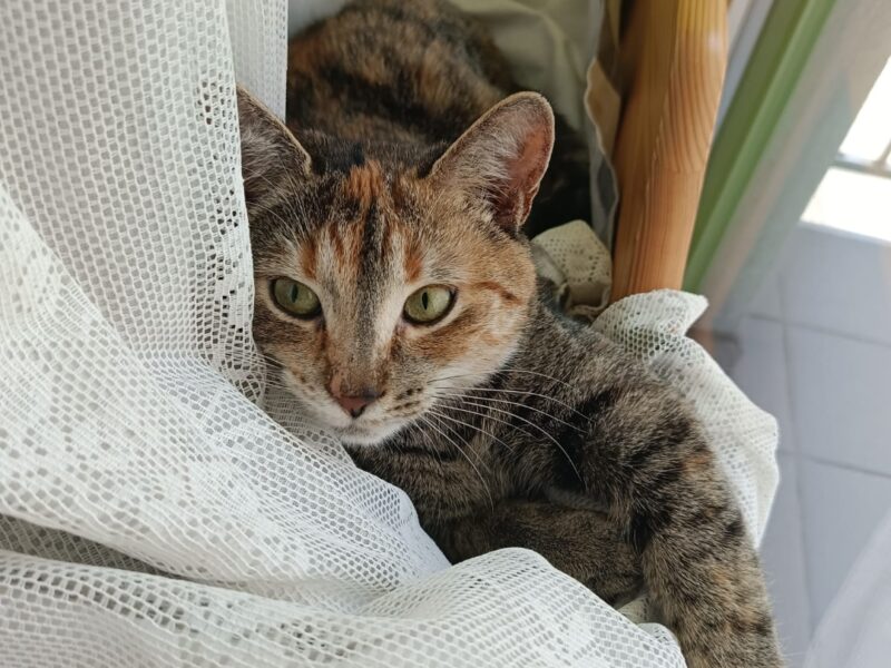 Zaginęła kotka Łódź Karolew/Retkinia