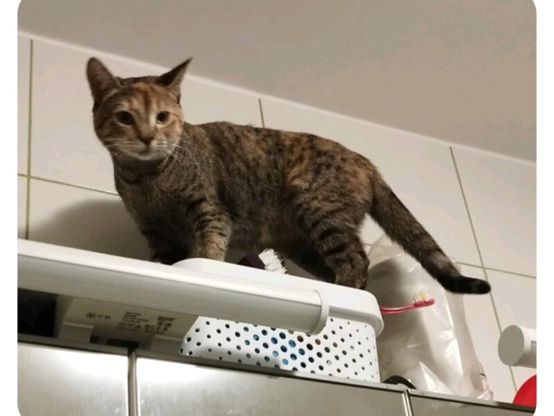 Zaginęła kotka Łódź Karolew/Retkinia