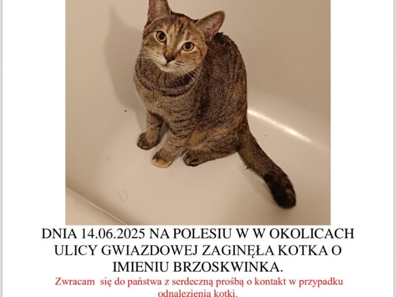 Zaginęła kotka Łódź Karolew/Retkinia