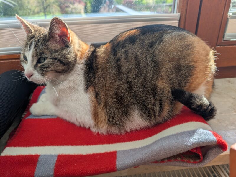 ZAGINĘŁA KOTKA PSOTKA