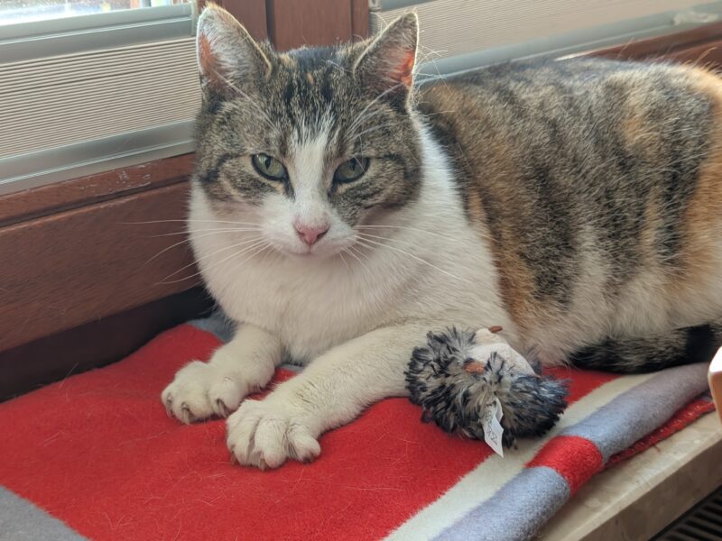 ZAGINĘŁA KOTKA PSOTKA