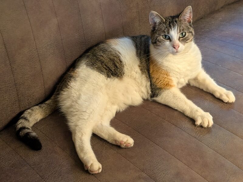 ZAGINĘŁA KOTKA PSOTKA