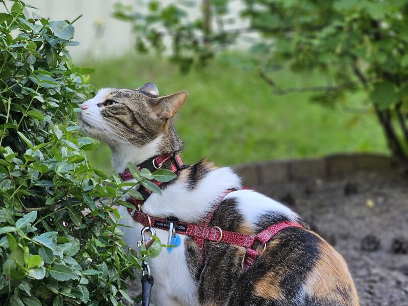 ZAGINĘŁA KOTKA TOSIA