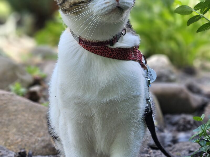 ZAGINĘŁA KOTKA TOSIA