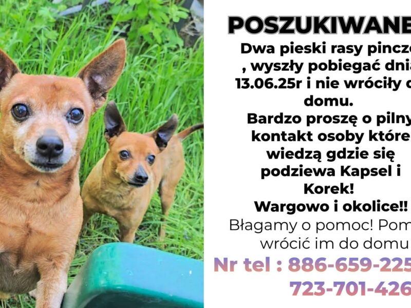 Zaginęły dwa pieski rasy Pinczer