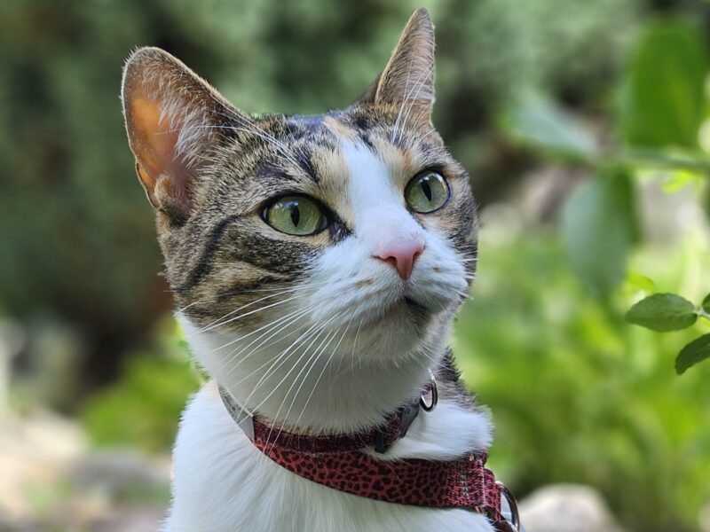 ZAGINĘŁA KOTKA TOSIA