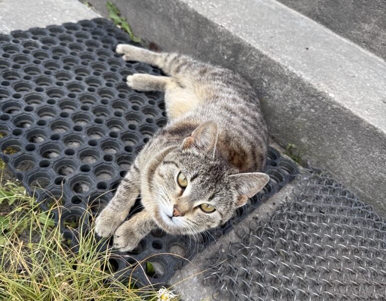 Zaginął kotek Puszek