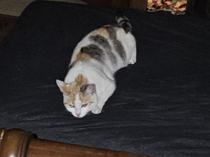 Zaginęła kotka Trinity