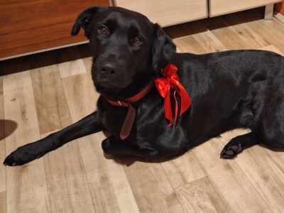 Zaginęła sunia Lila