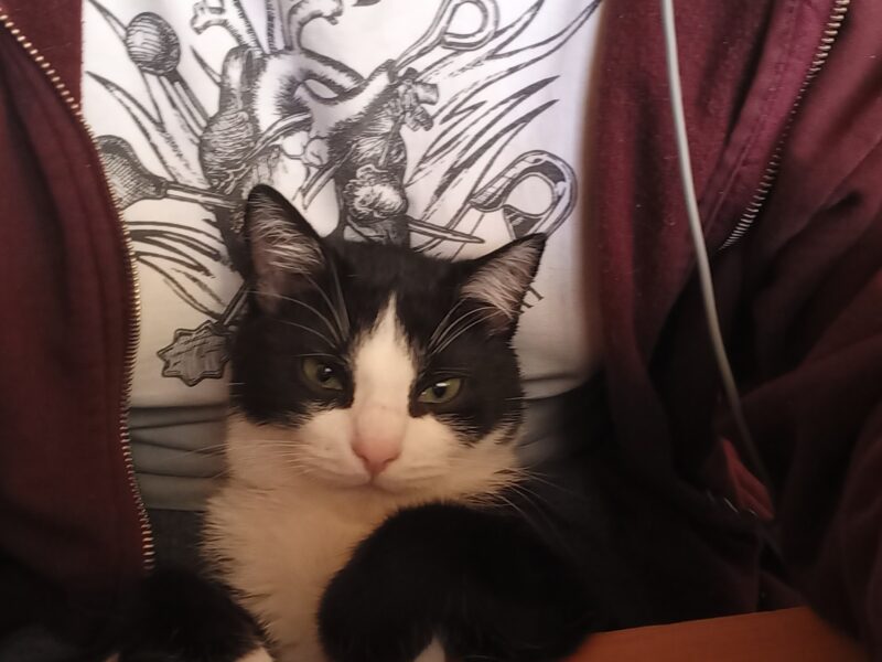 Zaginął kocur Renguś (Młody)