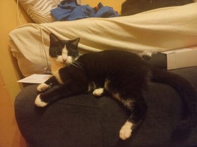 Zaginął kocur Renguś (Młody)