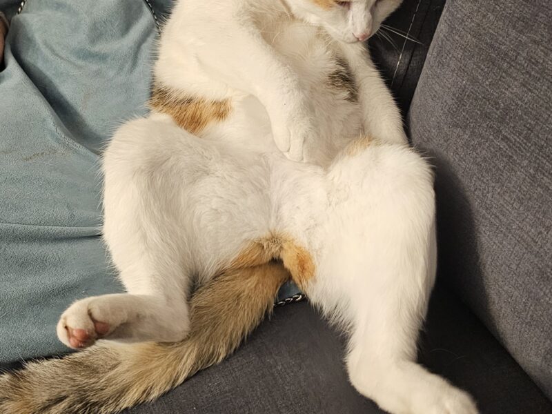 Zaginęła kotka Trinity