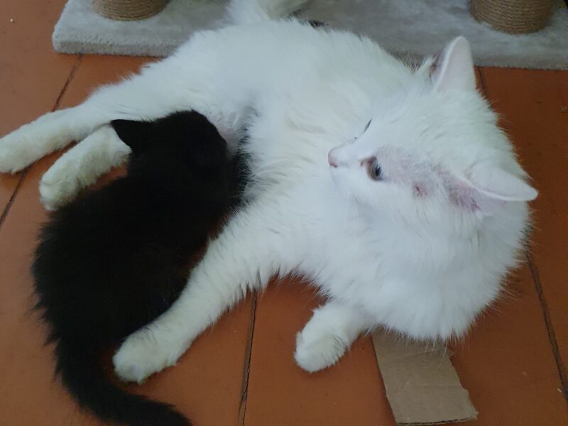 Zaginęła Biała kotka