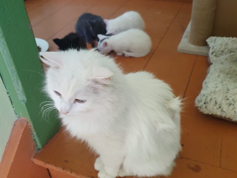 Zaginęła Biała kotka