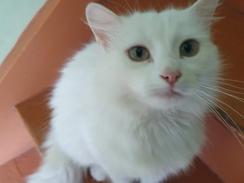 Zaginęła Biała kotka