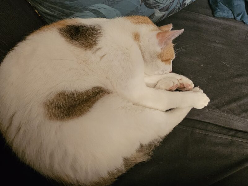 Zaginęła kotka Trinity