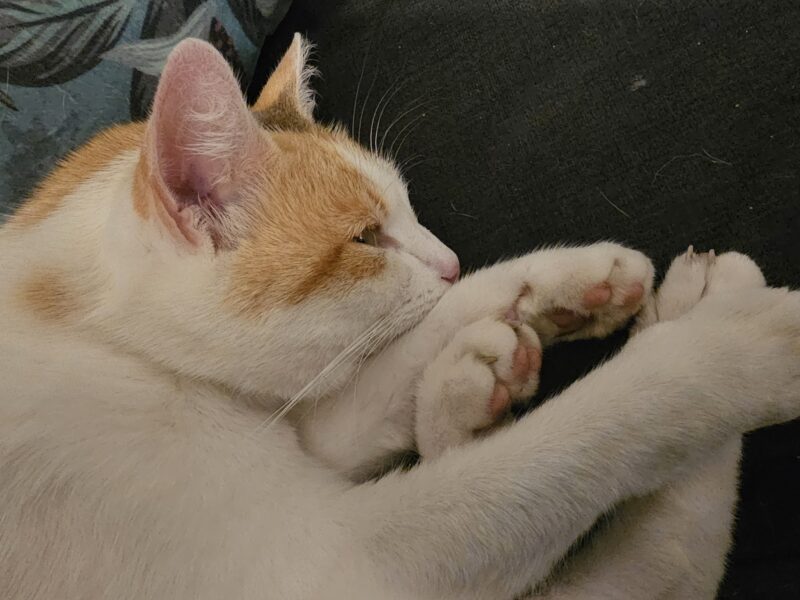 Zaginęła kotka Trinity