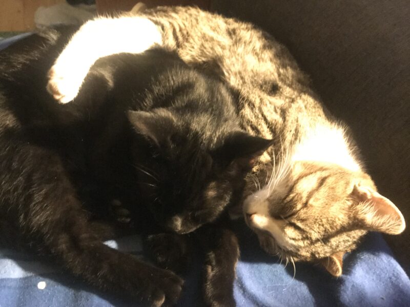 Pomocy zaginął kot