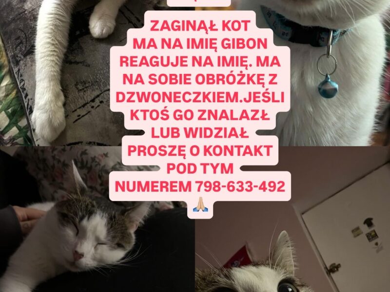 ZAGINĄŁ KOT GIBON