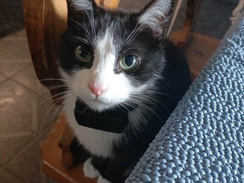 Zaginął kocur Renguś (Młody)