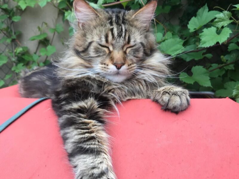 Zaginął Maine Coon Szymek