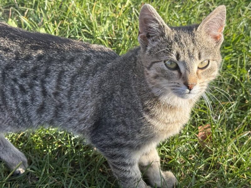 Zaginął kotek Puszek