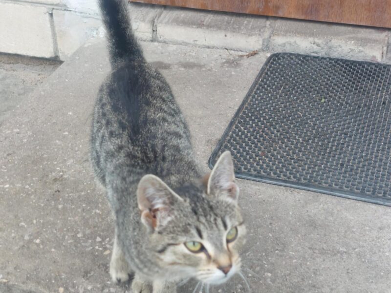 Zaginął kotek Puszek