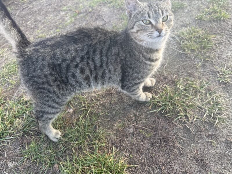 Zaginął kotek Puszek