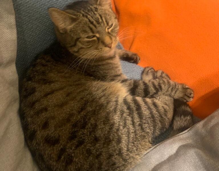 Zaginęła szara pręgowana koteczka