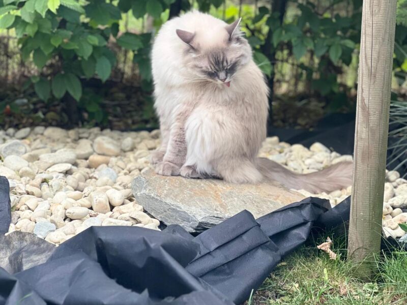 Zaginął kot rasy Ragdoll Ursynów