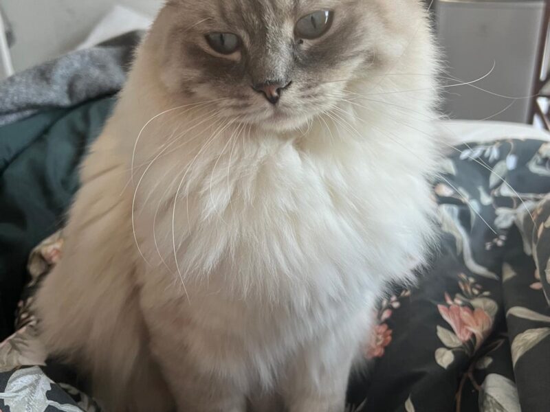 Zaginął kot rasy Ragdoll Ursynów