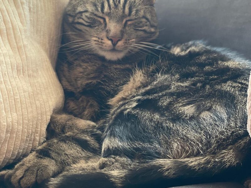 Zaginął kot Gliwice Wójtowa Wieś