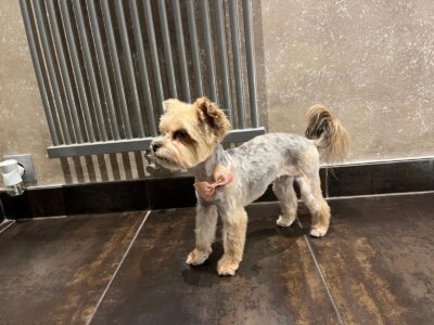 Zaginęła sunia Blusia NAGRODA