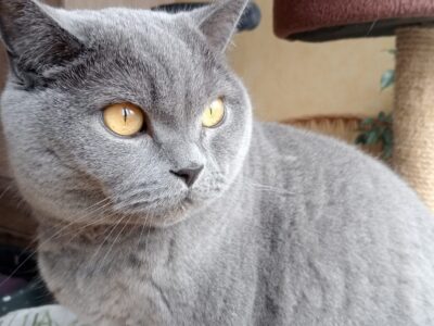 Zaginął kotek brytyjski