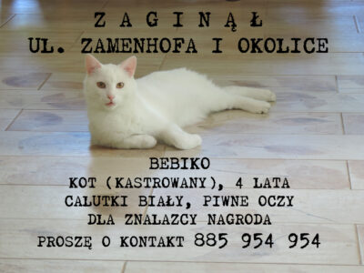 Zaginął kotek TORUŃ