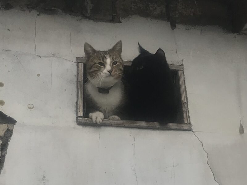 Pomocy zaginął kot