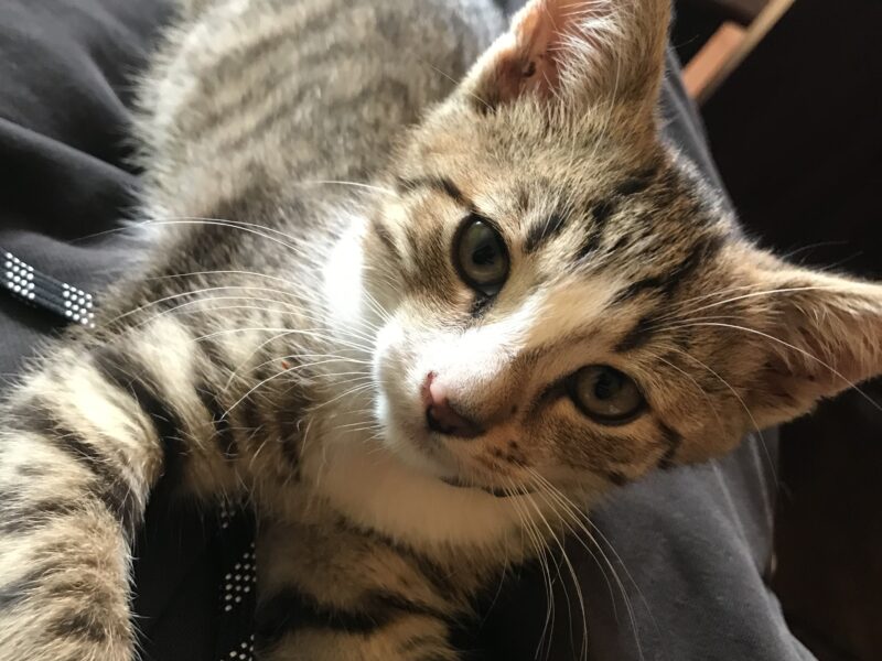 Pomocy zaginął kot