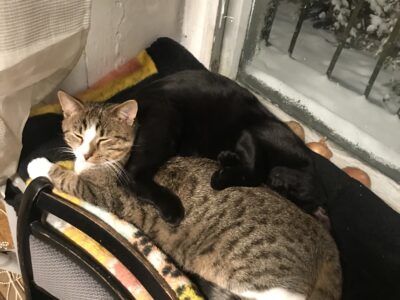 Pomocy zaginął kot